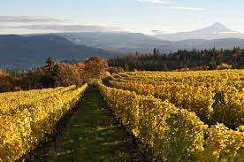 ‘Wiking’ é mistura de caminhada e degustação de vinhos no Oregon